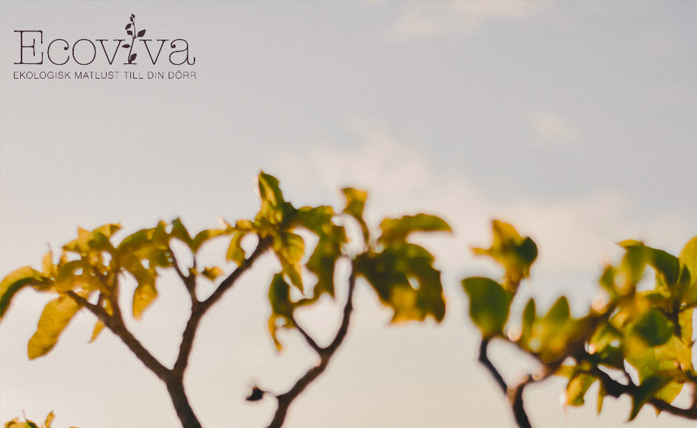 Ecoviva